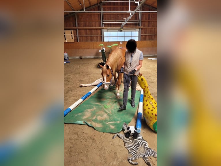 American Quarter Horse Wallach 12 Jahre 155 cm Dunkelfuchs in Poing
