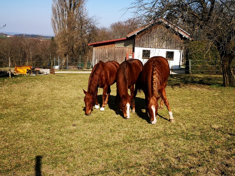 American Quarter Horse Wallach 12 Jahre 155 cm Dunkelfuchs in Poing
