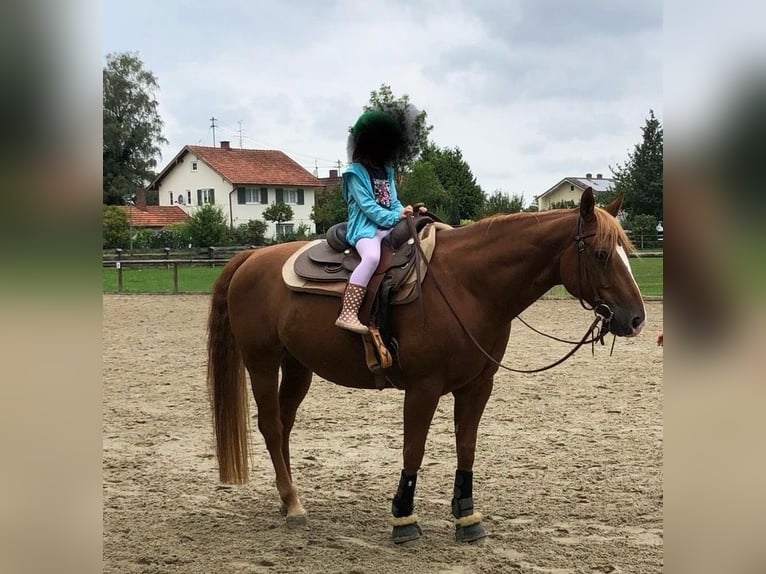 American Quarter Horse Wallach 12 Jahre 155 cm Dunkelfuchs in Poing