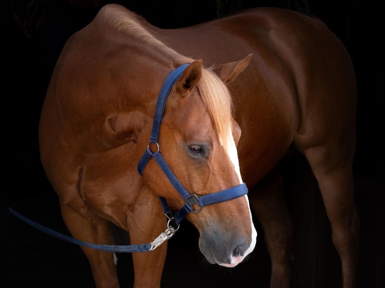 American Quarter Horse Wallach 12 Jahre 155 cm Dunkelfuchs in Poing
