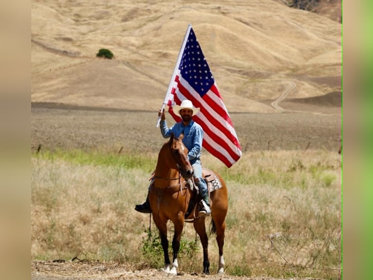 American Quarter Horse Wallach 12 Jahre 155 cm Falbe in Tres Pinos