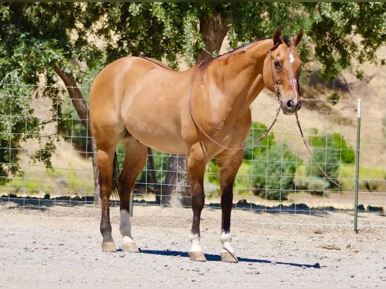 American Quarter Horse Wallach 12 Jahre 155 cm Falbe in Tres Pinos