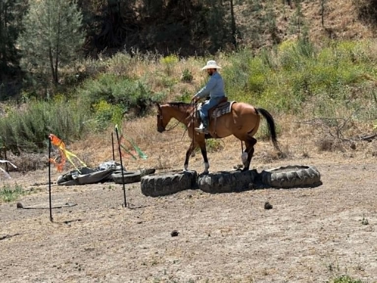 American Quarter Horse Wallach 12 Jahre 155 cm Falbe in Tres Pinos