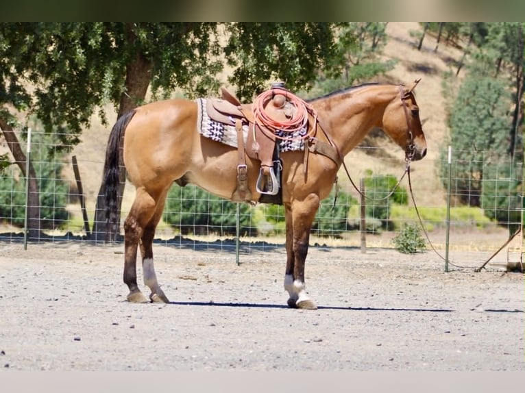 American Quarter Horse Wallach 12 Jahre 155 cm Falbe in Tres Pinos