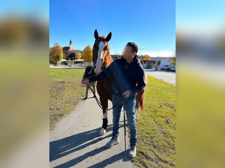 American Quarter Horse Wallach 12 Jahre 155 cm Fuchs in Röhrnbach