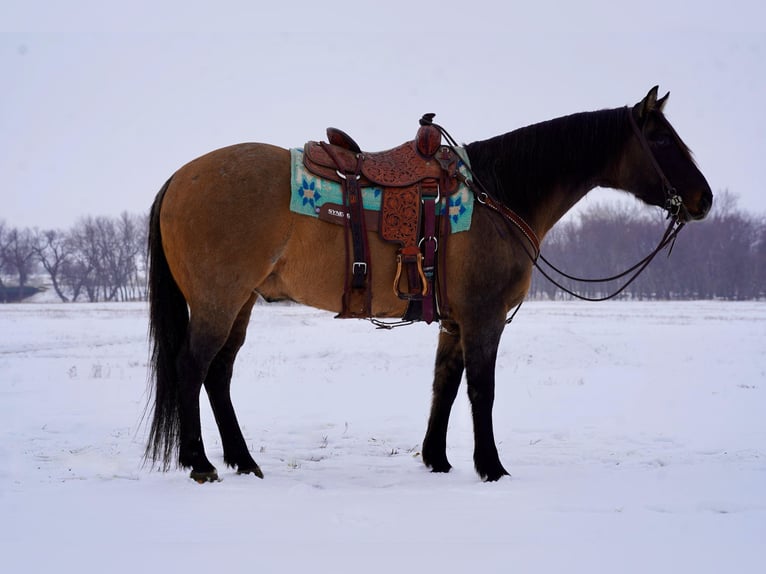 American Quarter Horse Wallach 12 Jahre 155 cm Grullo in Sioux Falls