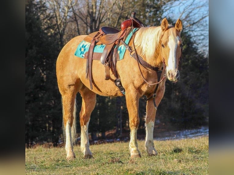 American Quarter Horse Mix Wallach 12 Jahre 155 cm Palomino in Clarion, PA