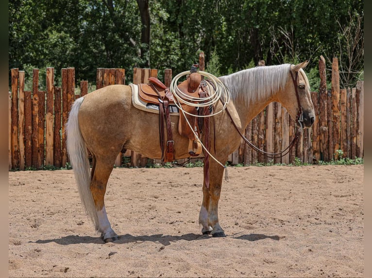 American Quarter Horse Wallach 12 Jahre 155 cm Palomino in Camp Verde. AZ