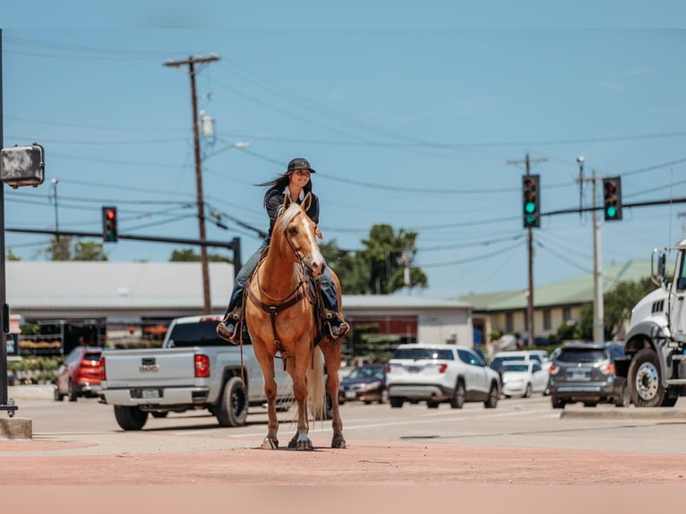 American Quarter Horse Wallach 12 Jahre 155 cm Palomino in Granbury TX