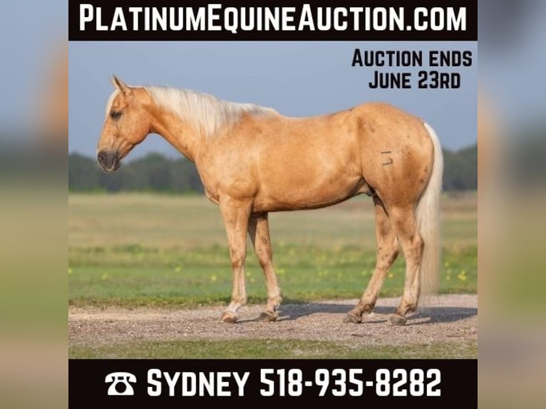 American Quarter Horse Wallach 12 Jahre 155 cm Palomino in Granbury TX