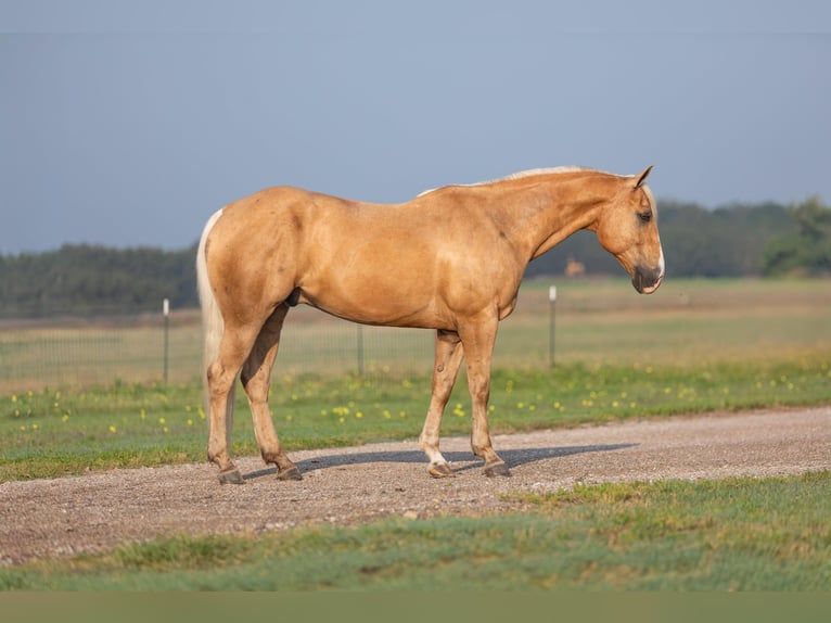 American Quarter Horse Wallach 12 Jahre 155 cm Palomino in Granbury TX