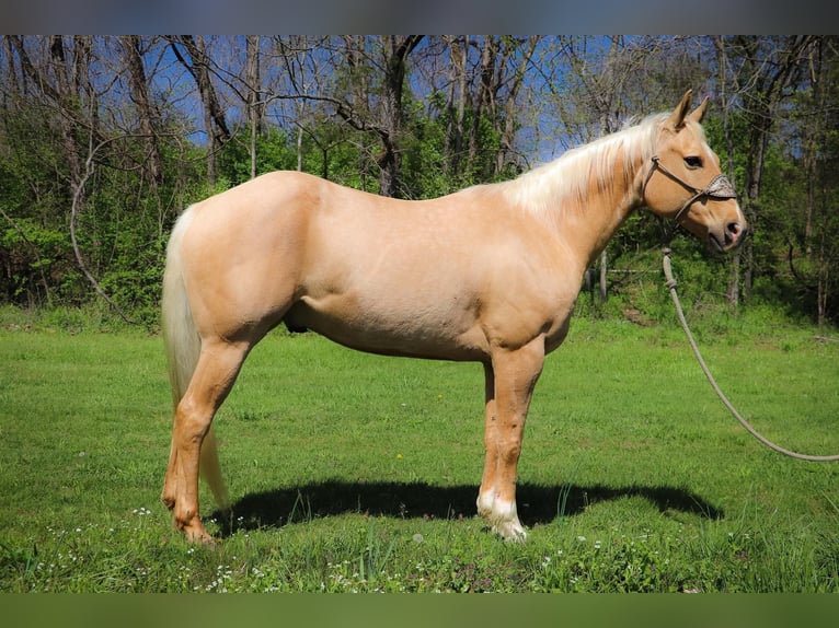 American Quarter Horse Wallach 12 Jahre 155 cm Palomino in Hillsboro KY