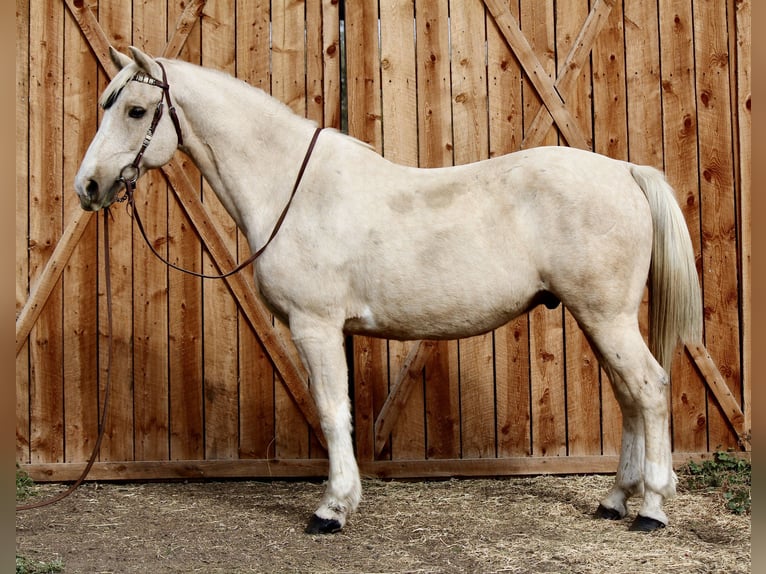 American Quarter Horse Wallach 12 Jahre 155 cm Palomino in Fort Collins