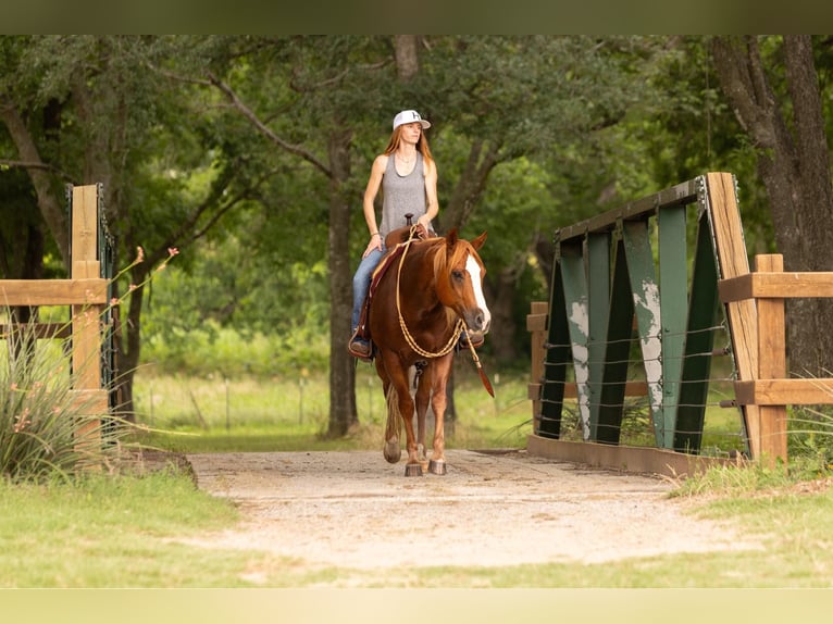 American Quarter Horse Wallach 12 Jahre 155 cm in WEATHERFORD, TX