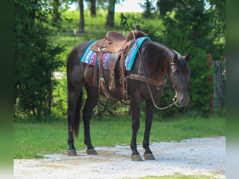 American Quarter Horse Wallach 12 Jahre 155 cm Rappe in Whitesboro