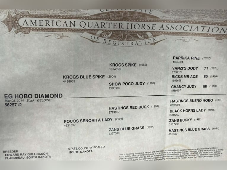 American Quarter Horse Wallach 12 Jahre 155 cm Rappe in Whitesboro