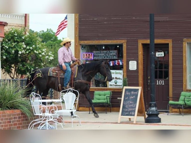 American Quarter Horse Wallach 12 Jahre 155 cm Rappe in Whitesboro