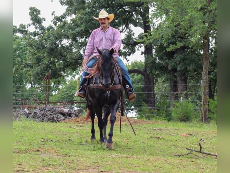 American Quarter Horse Wallach 12 Jahre 155 cm Rappe in Whitesboro