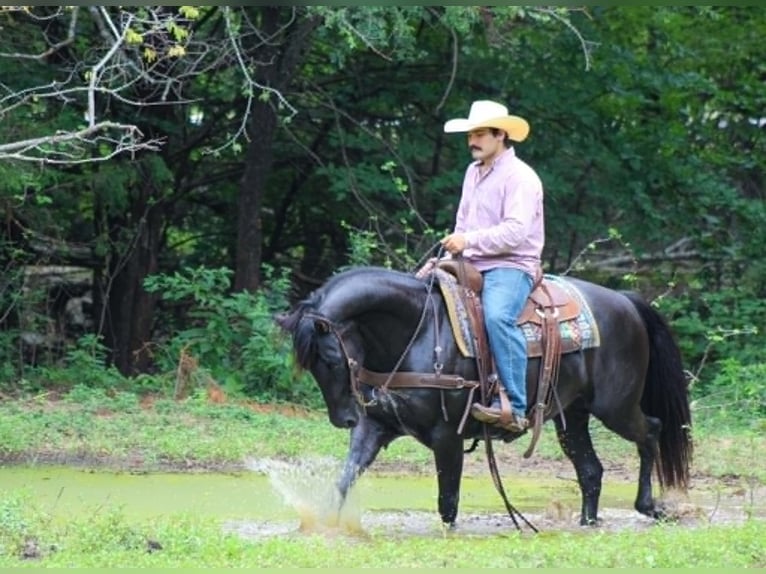 American Quarter Horse Wallach 12 Jahre 155 cm Rappe in Whitesboro