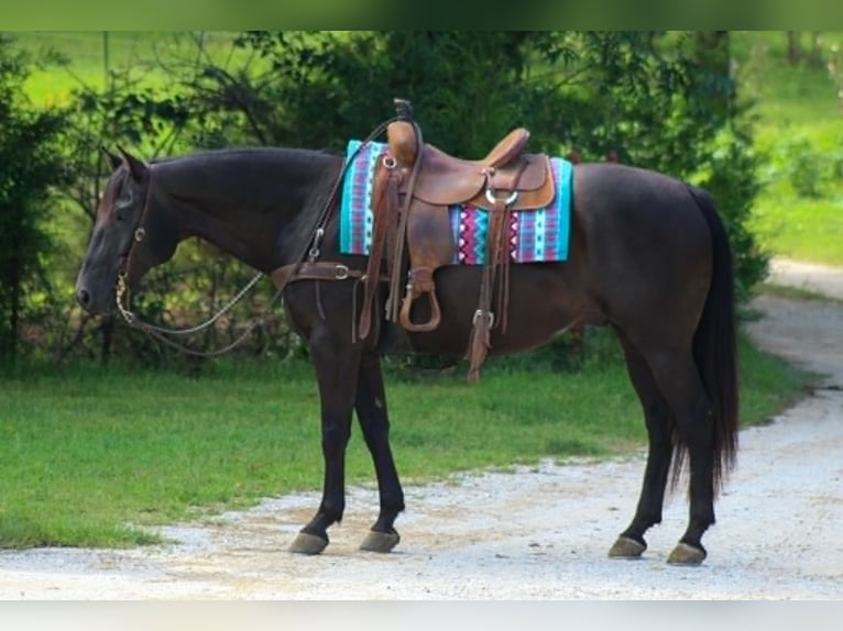 American Quarter Horse Wallach 12 Jahre 155 cm Rappe in Whitesboro