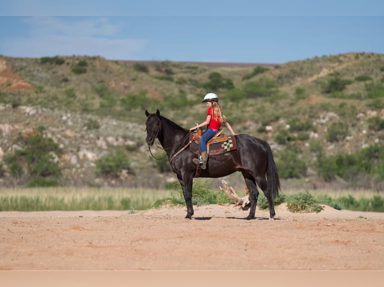 American Quarter Horse Wallach 12 Jahre 155 cm Rappe in Lisbon IA