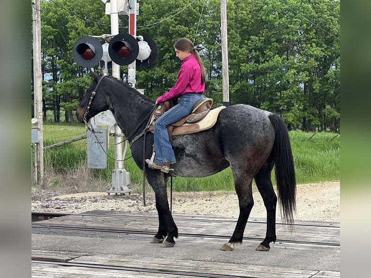 American Quarter Horse Wallach 12 Jahre 155 cm Rappe in Lisbon IA