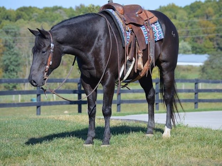 American Quarter Horse Wallach 12 Jahre 155 cm Rappe in Wooster OH