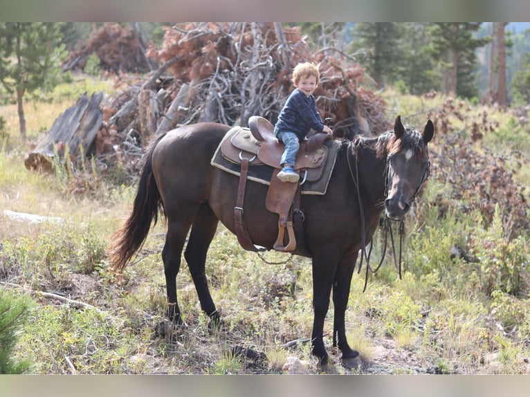 American Quarter Horse Wallach 12 Jahre 155 cm Rappe in Fort Collins
