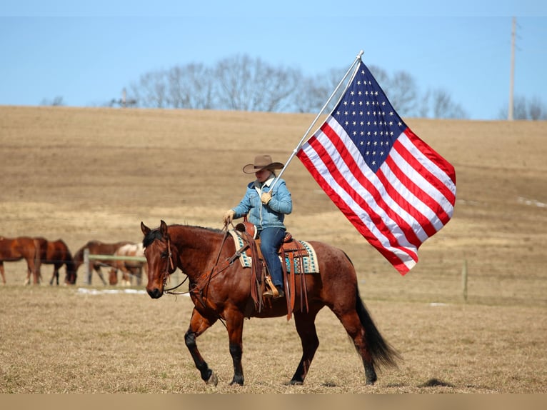 American Quarter Horse Wallach 12 Jahre 155 cm Roan-Bay in Clarion