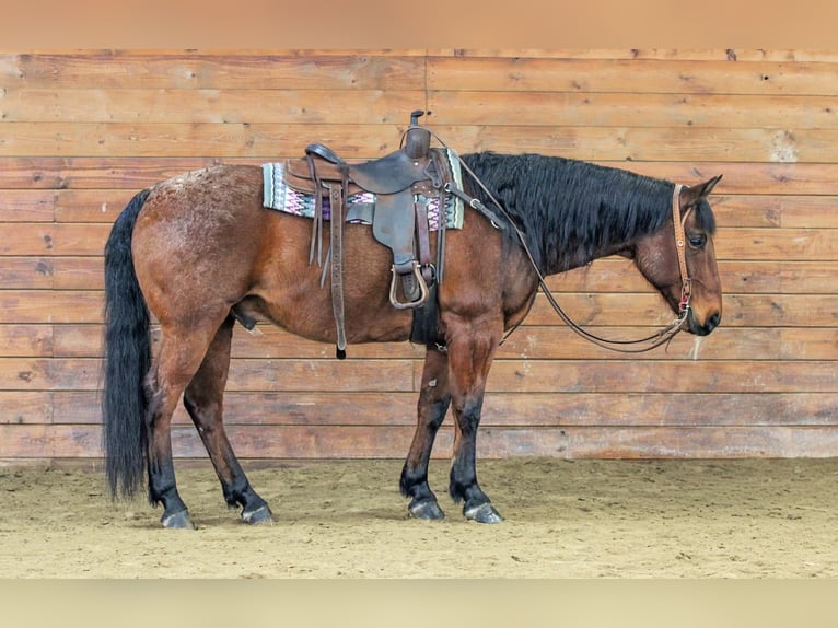 American Quarter Horse Wallach 12 Jahre 155 cm Roan-Bay in Clarion