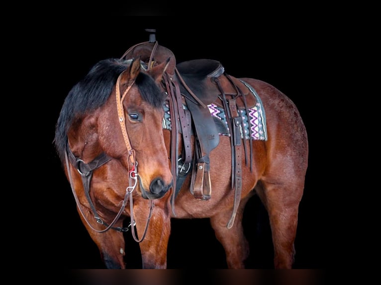American Quarter Horse Wallach 12 Jahre 155 cm Roan-Bay in Clarion