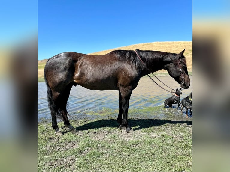 American Quarter Horse Wallach 12 Jahre 155 cm Roan-Blue in Paso Robles, CA