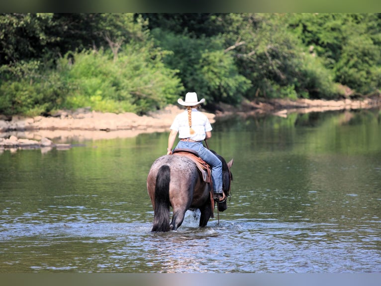 American Quarter Horse Wallach 12 Jahre 155 cm Roan-Blue in Clarion