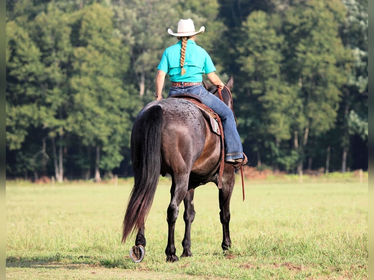 American Quarter Horse Wallach 12 Jahre 155 cm Roan-Blue in Clarion