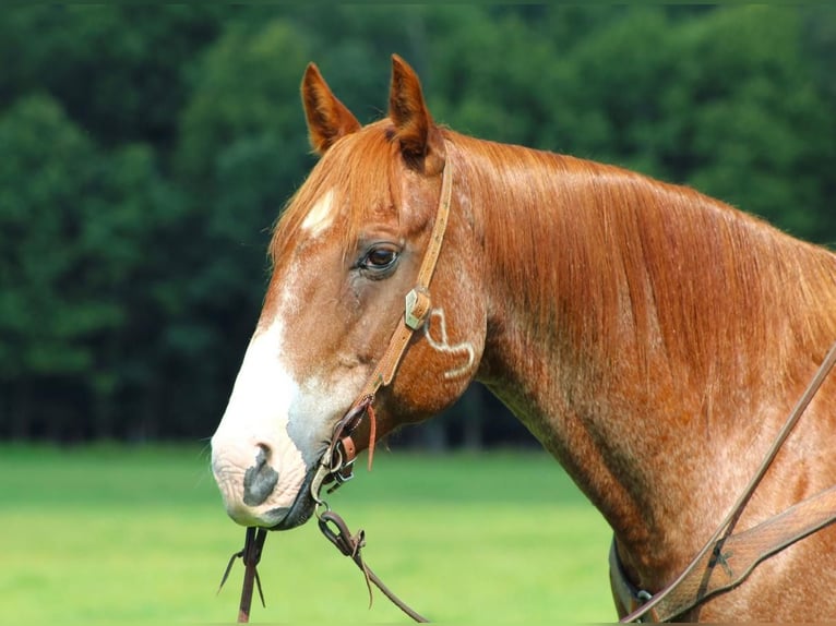 American Quarter Horse Wallach 12 Jahre 155 cm Roan-Red in Clarion, PA
