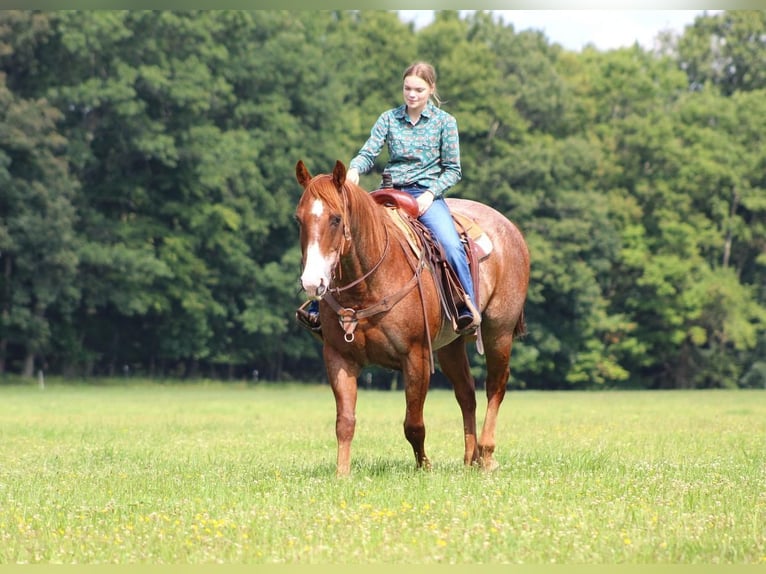 American Quarter Horse Wallach 12 Jahre 155 cm Roan-Red in Clarion, PA