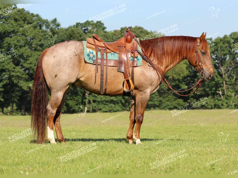 American Quarter Horse Wallach 12 Jahre 155 cm Roan-Red in Clarion, PA