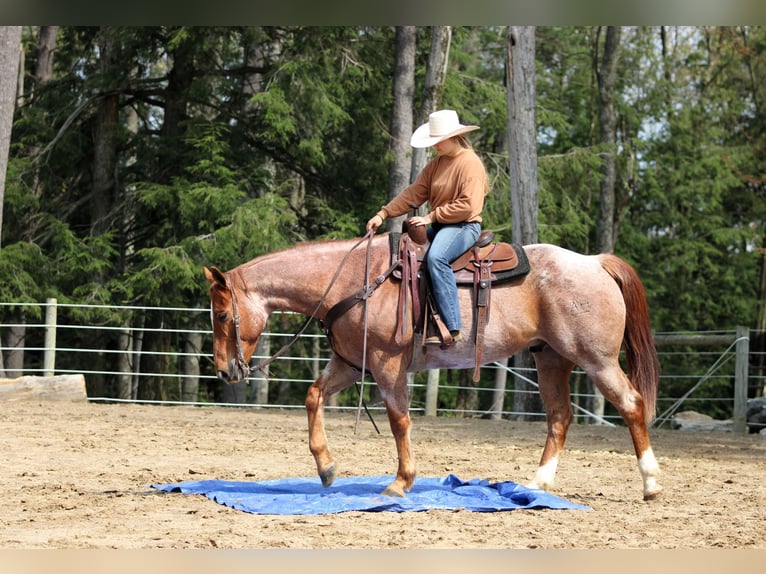 American Quarter Horse Wallach 12 Jahre 155 cm Roan-Red in Clarion, PA