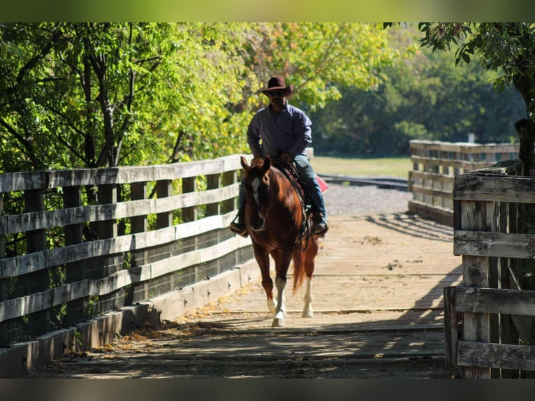 American Quarter Horse Wallach 12 Jahre 155 cm Roan-Red in Stephenville TX