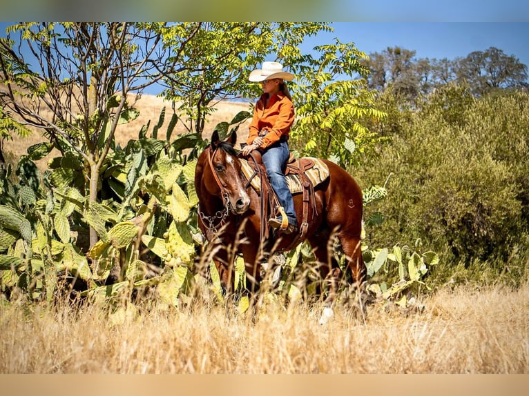 American Quarter Horse Wallach 12 Jahre 155 cm Rotbrauner in Waterford, CA