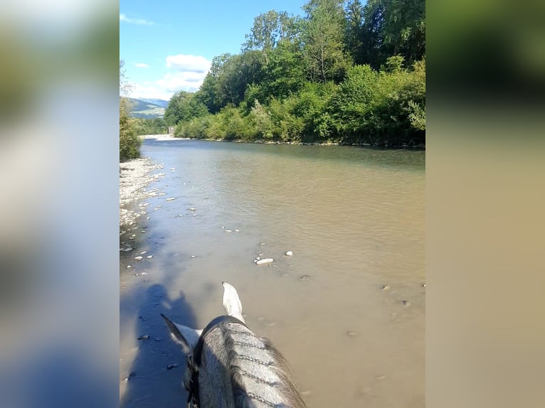 American Quarter Horse Wallach 12 Jahre 155 cm Schimmel in Rankweil