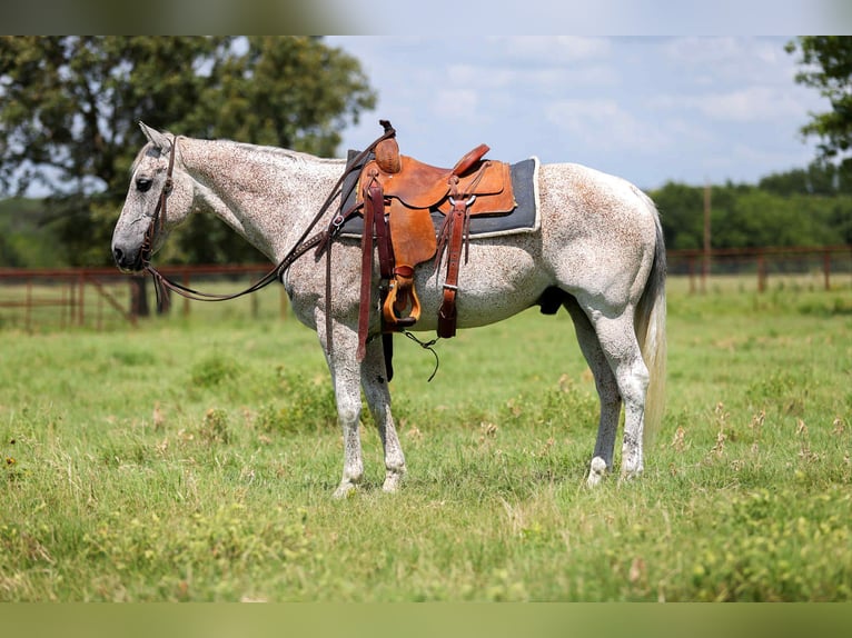 American Quarter Horse Wallach 12 Jahre 155 cm Schimmel in Canton TX
