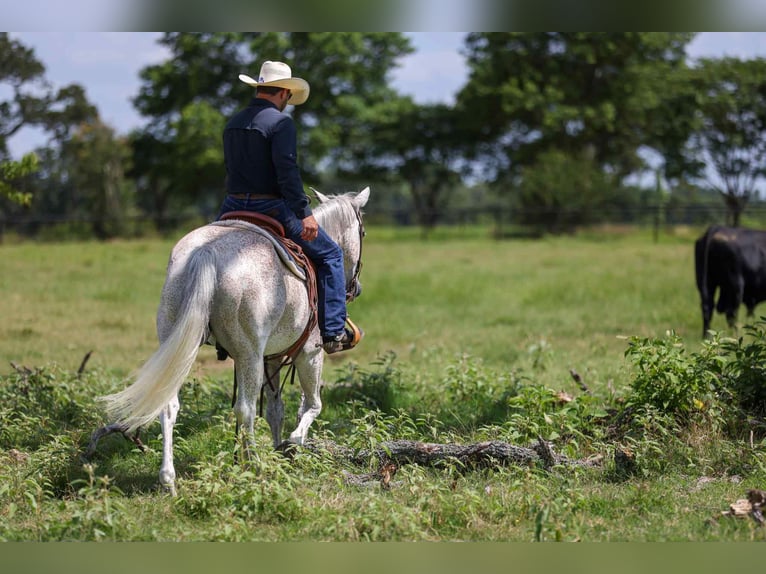 American Quarter Horse Wallach 12 Jahre 155 cm Schimmel in Canton TX