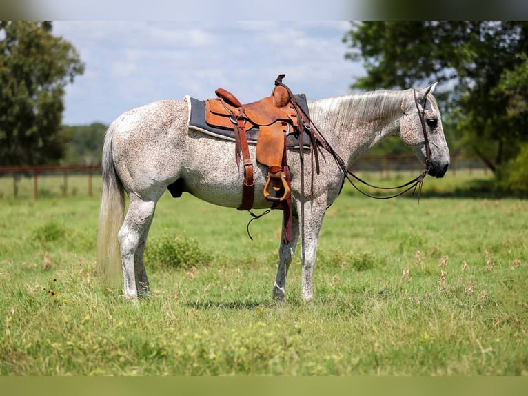 American Quarter Horse Wallach 12 Jahre 155 cm Schimmel in Canton TX