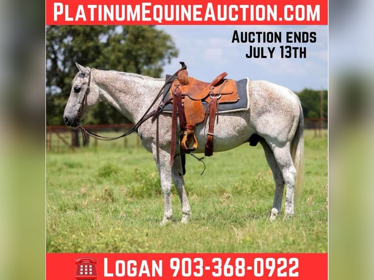 American Quarter Horse Wallach 12 Jahre 155 cm Schimmel in Canton TX
