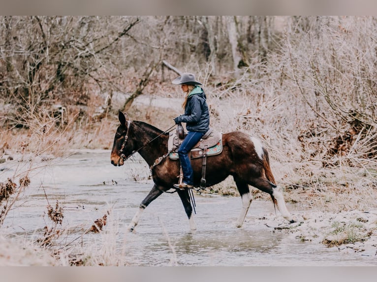 American Quarter Horse Wallach 12 Jahre 155 cm Tobiano-alle-Farben in Hillsboro KY
