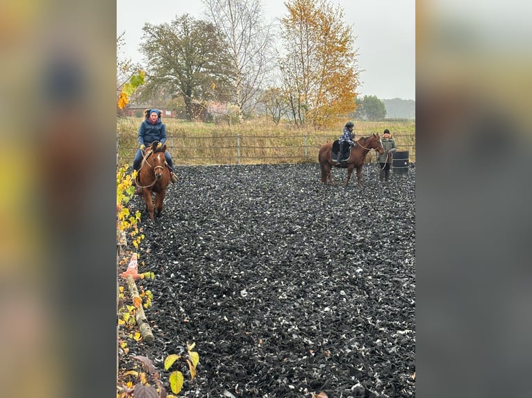 American Quarter Horse Wallach 12 Jahre 156 cm Brauner in Petershagen