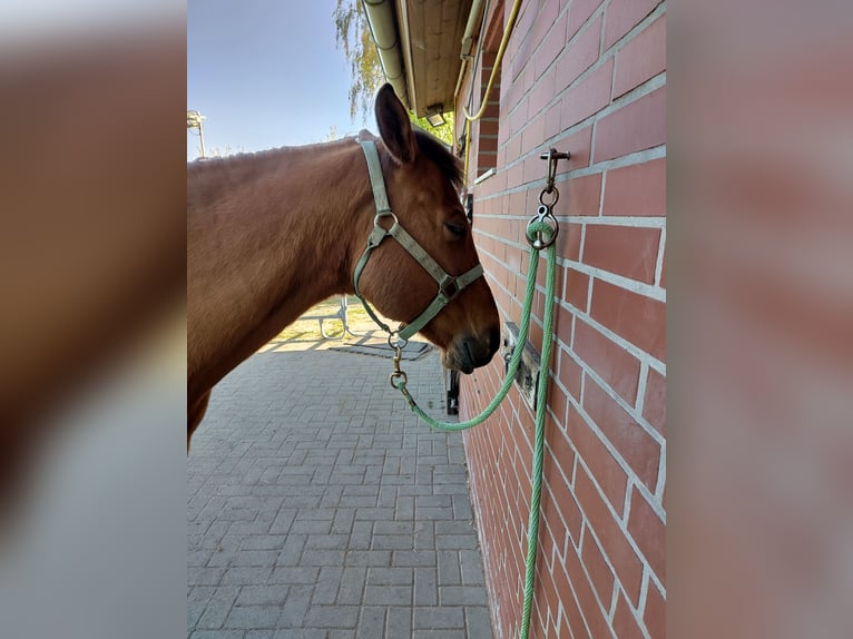 American Quarter Horse Wallach 12 Jahre 156 cm Brauner in Petershagen