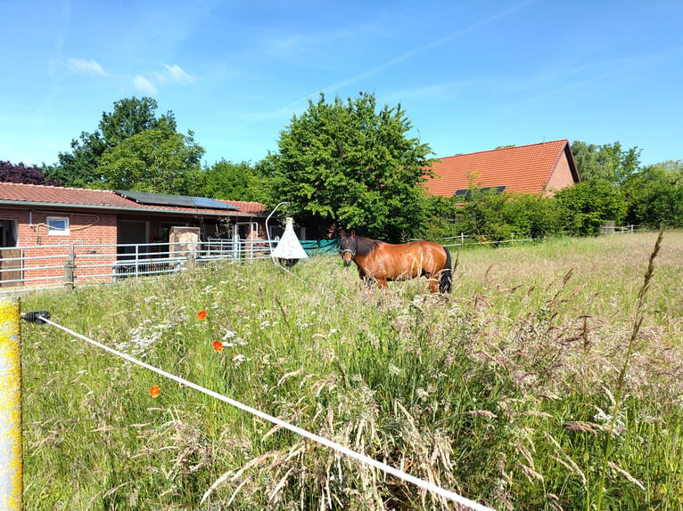 American Quarter Horse Wallach 12 Jahre 156 cm Brauner in Petershagen