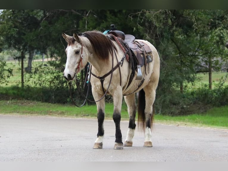 American Quarter Horse Mix Wallach 12 Jahre 157 cm Buckskin in Joshua, TX